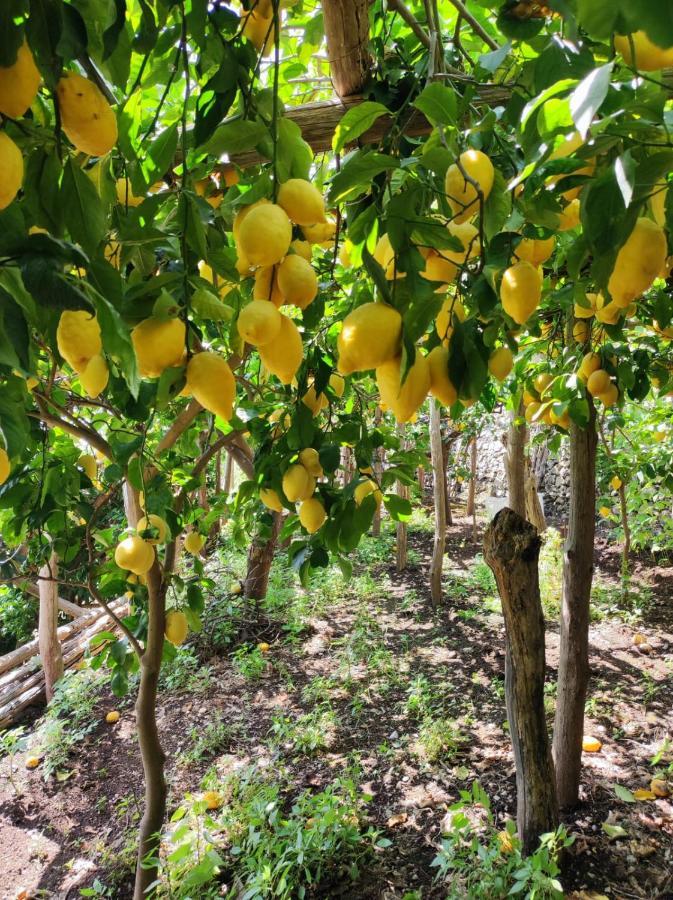 Апартаменты Eden Tra I Limoni Минори Экстерьер фото